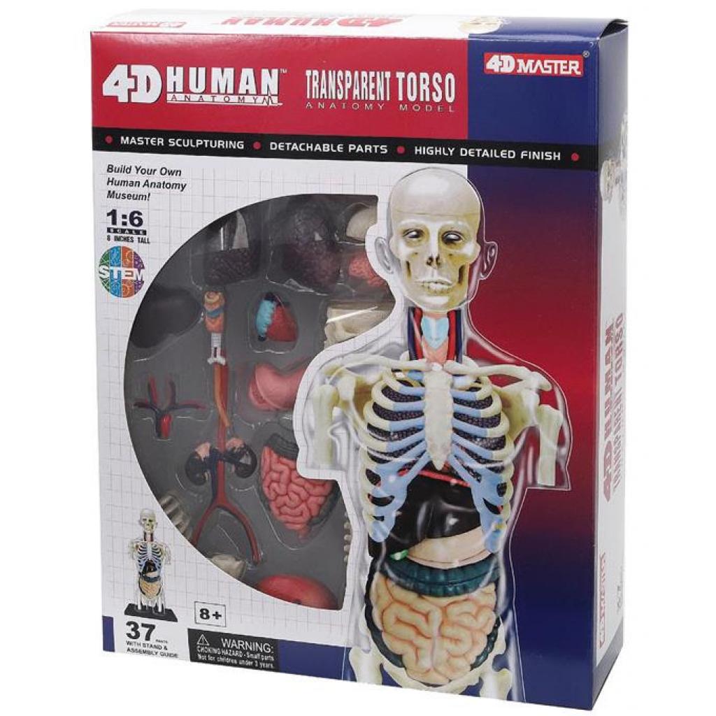 Пазл 4D Master Объемная анатомическая модель Торс человека прозрачный (FM-626108)