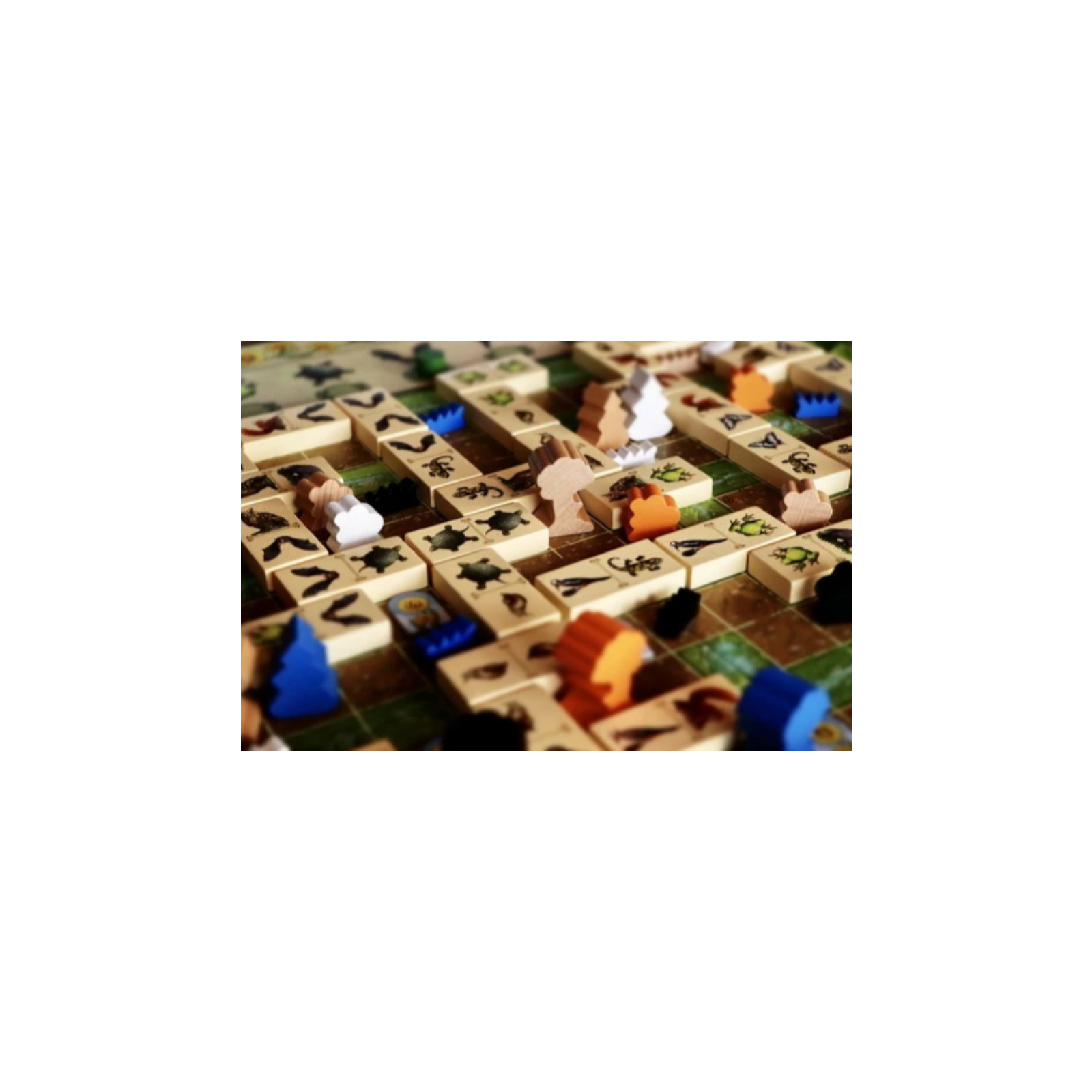 Настольная игра Capstone Games Renature (Расцвет), английский (5060226932955) изображение 5