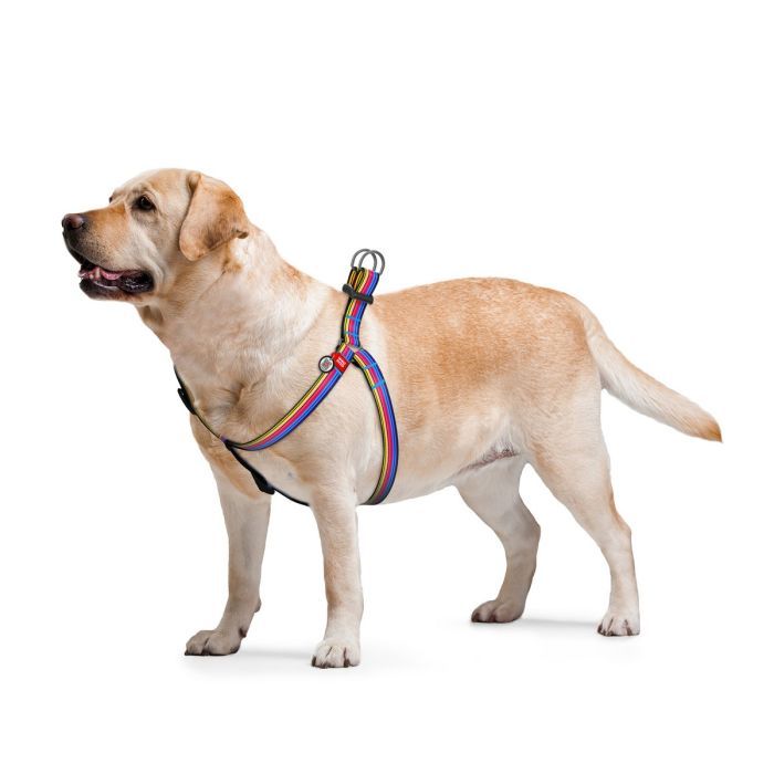 Шлей для собак WAUDOG Nylon с QR паспортом анатомическая "Линия 1" L (5056) изображение 3