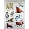 Книга Мої перші англійські слова. Наш світ Ранок (9786178773601) зображення 10