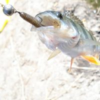 Силикон рыболовный Keitech_ТОВ Swing Impact 2.5" (10 шт/упак) ц:205 bluegill (1551.05.11) изображение 2