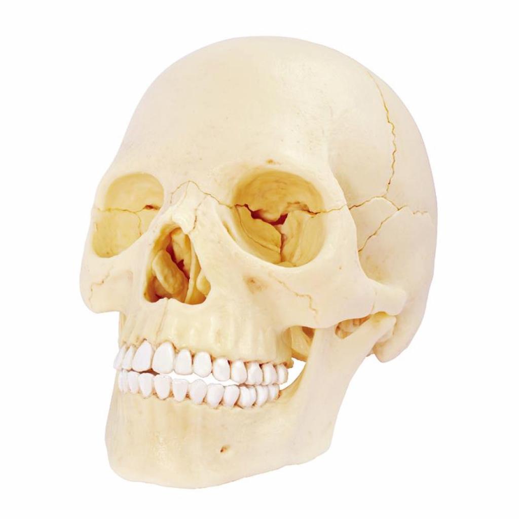 Пазл 4D Master Об'ємна анатомічна модель Череп людини (FM-626111) зображення 2
