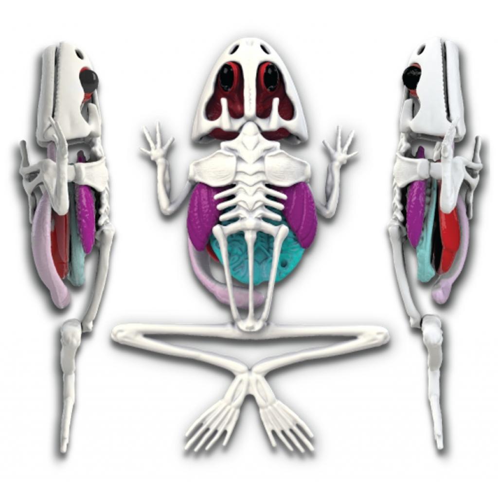 Набор для экспериментов Joker Slimy Lab Анатомия животных - Лягушка (38070) изображение 2