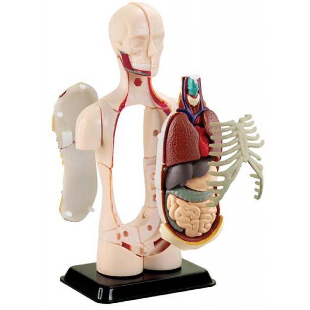 Набір для експериментів EDU-Toys Модель тулуба людини збірна, 12,7 см (SK008) зображення 2