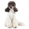 Футболка для тварин Pet Fashion Ostap XXS (4823082439294) зображення 6
