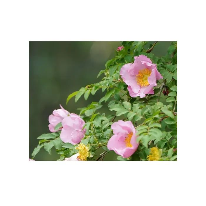 Маска для лица Lululun Premium Face Mask Hakone Rose 7 шт (4582305066296) изображение 4