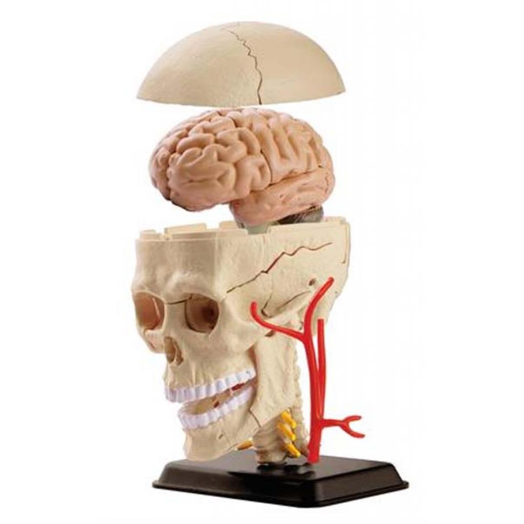 Набір для експериментів EDU-Toys Набір для досліджень Модель черепа с нервами сборная, 9 см (SK010) зображення 2