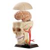 Набор для экспериментов EDU-Toys Набор для исследований Модель черепа с нервами сборная, 9 см (SK010) изображение 2