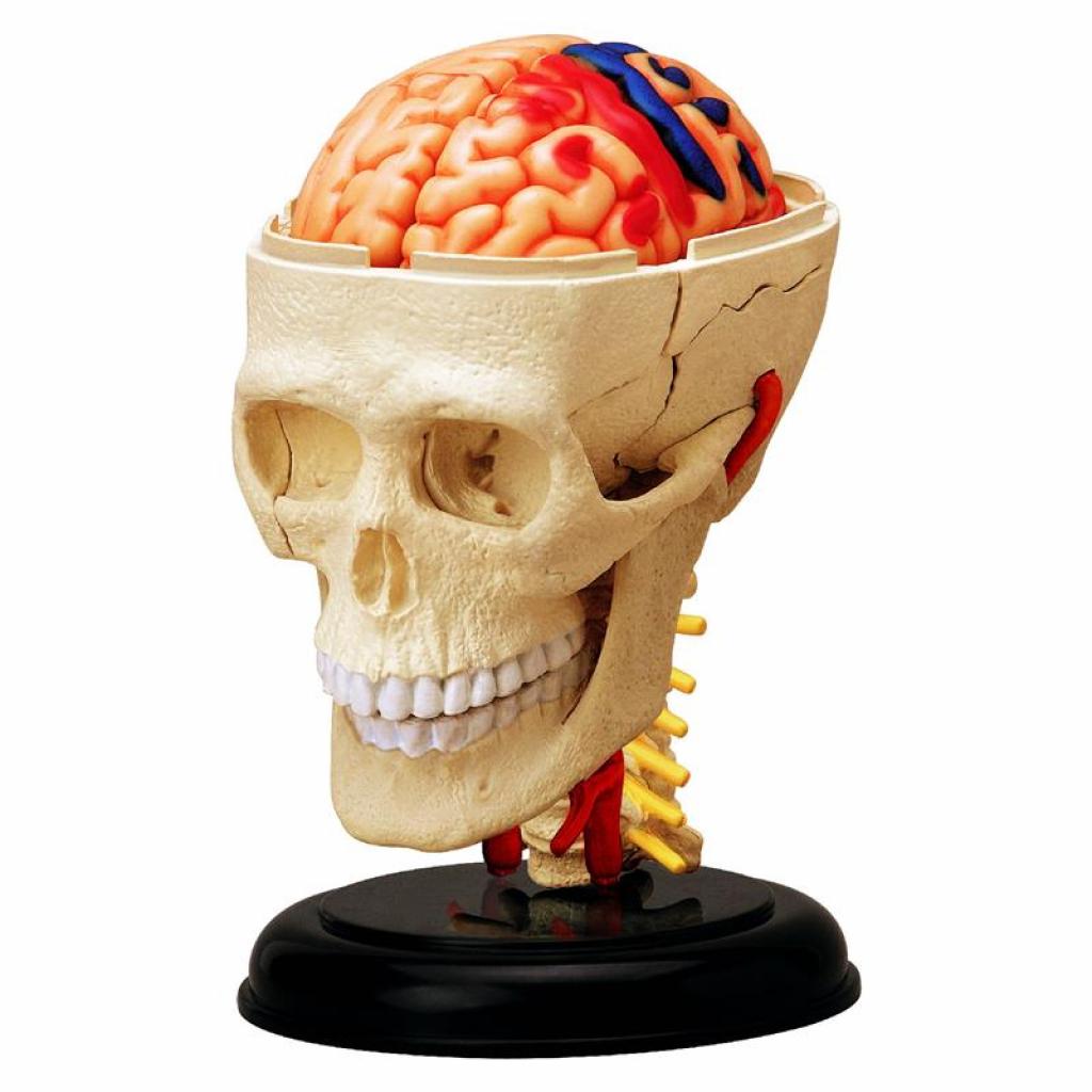 Пазл 4D Master Об'ємна анатомічна модель Черепно-мозкова коробка людини (FM-626005) зображення 2