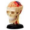 Пазл 4D Master Объемная анатомическая модель Черепно-мозговая коробка челов (FM-626005) изображение 2
