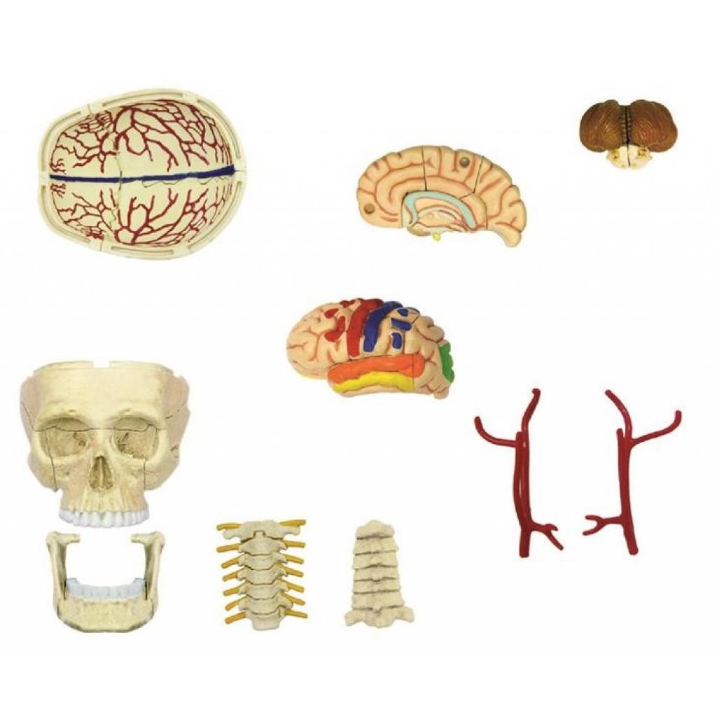 Пазл 4D Master Об'ємна анатомічна модель Черепно-мозкова коробка людини (FM-626005) зображення 4