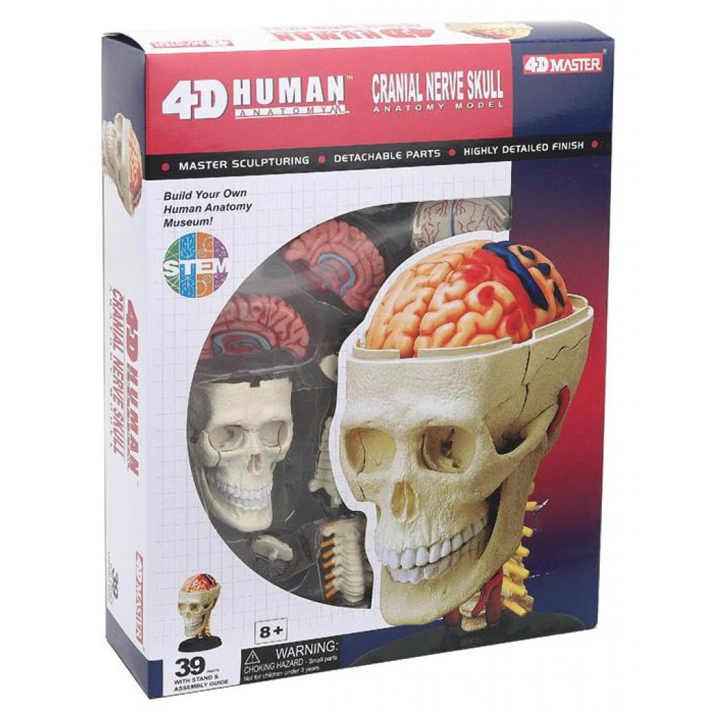 Пазл 4D Master Объемная анатомическая модель Черепно-мозговая коробка челов (FM-626005)