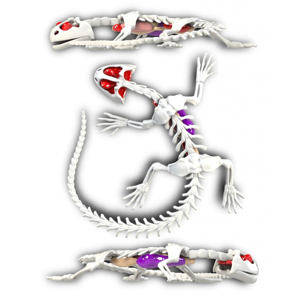 Набор для экспериментов Joker Slimy Lab Анатомия животных - Саламандра (38071) изображение 2