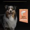 Сухой корм для собак Purina Pro Plan Dog Medium Adult Sensitive Skin с лососем и рисом 14 кг (7613035120464) изображение 6