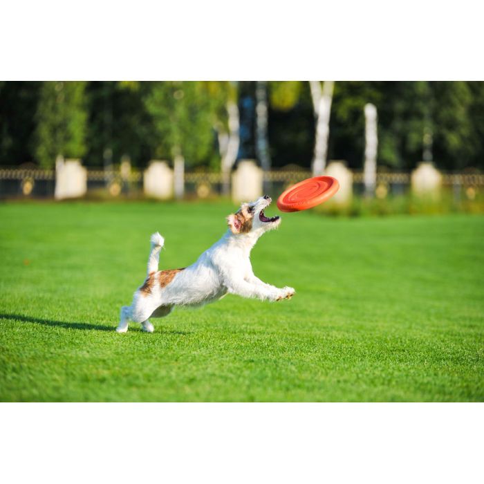 Игрушка для собак Collar Летающая тарелка PitchDog 24 см оранжевая (62474) изображение 7