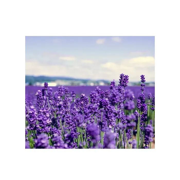 Маска для лица Lululun Premium Face Mask Лаванда из Хоккайдо 7 шт (4582305065817) изображение 3