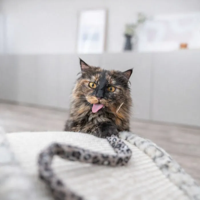 Іграшка для котів Trixie Вудочка з м'ятою 51 см (4011905829388) зображення 4