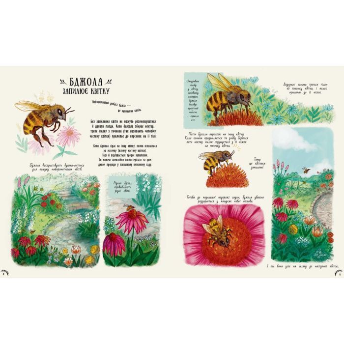 Книга Маленькі дива природи - Рейчел Вільямс Ранок (9786170985606) зображення 5