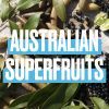 Шампунь Aussie SOS Save My Lengths! для пошкодженого волосся 290 мл (8006540004548) зображення 2