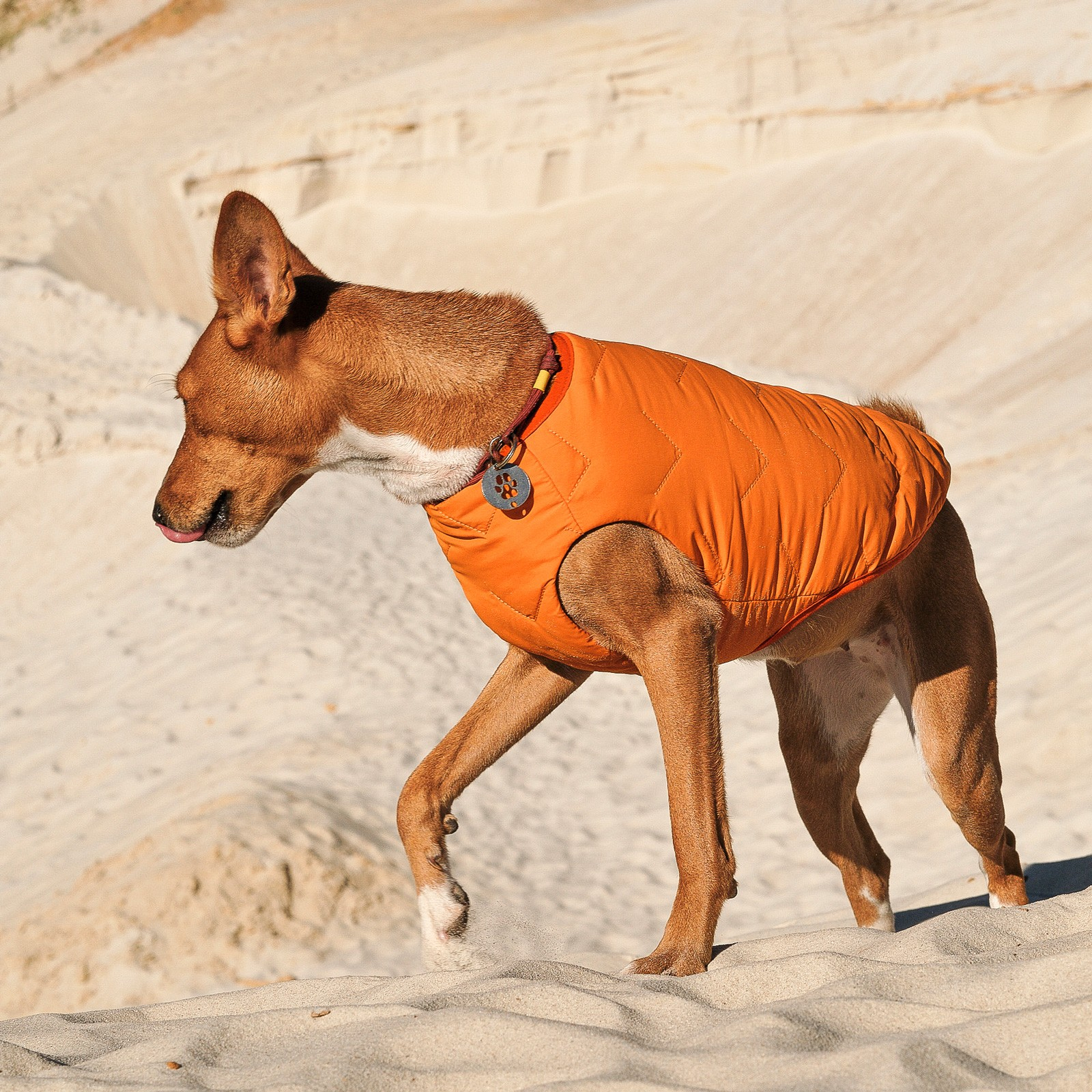 Жилет для животных Pet Fashion "E.Vest" M2 оранжевый (4823082424320) изображение 3