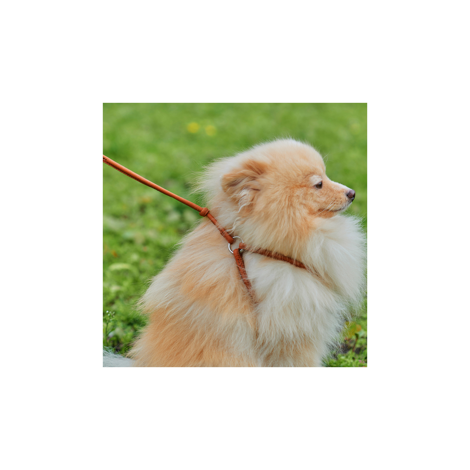 Шлея для собак WAUDOG Soft з QR паспортом кругла Д 6 мм А 26-46 см В 30-50 см коричнева (46236) зображення 3