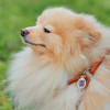 Шлей для собак WAUDOG Soft с QR паспортом круглая Д 6 мм А 26-46 см В 30-50 см коричневая (46236) изображение 4