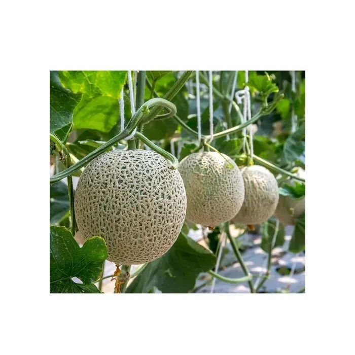 Маска для лица Lululun Premium Face Mask Дыня из Хоккайдо 7 шт (4582305065831) изображение 3