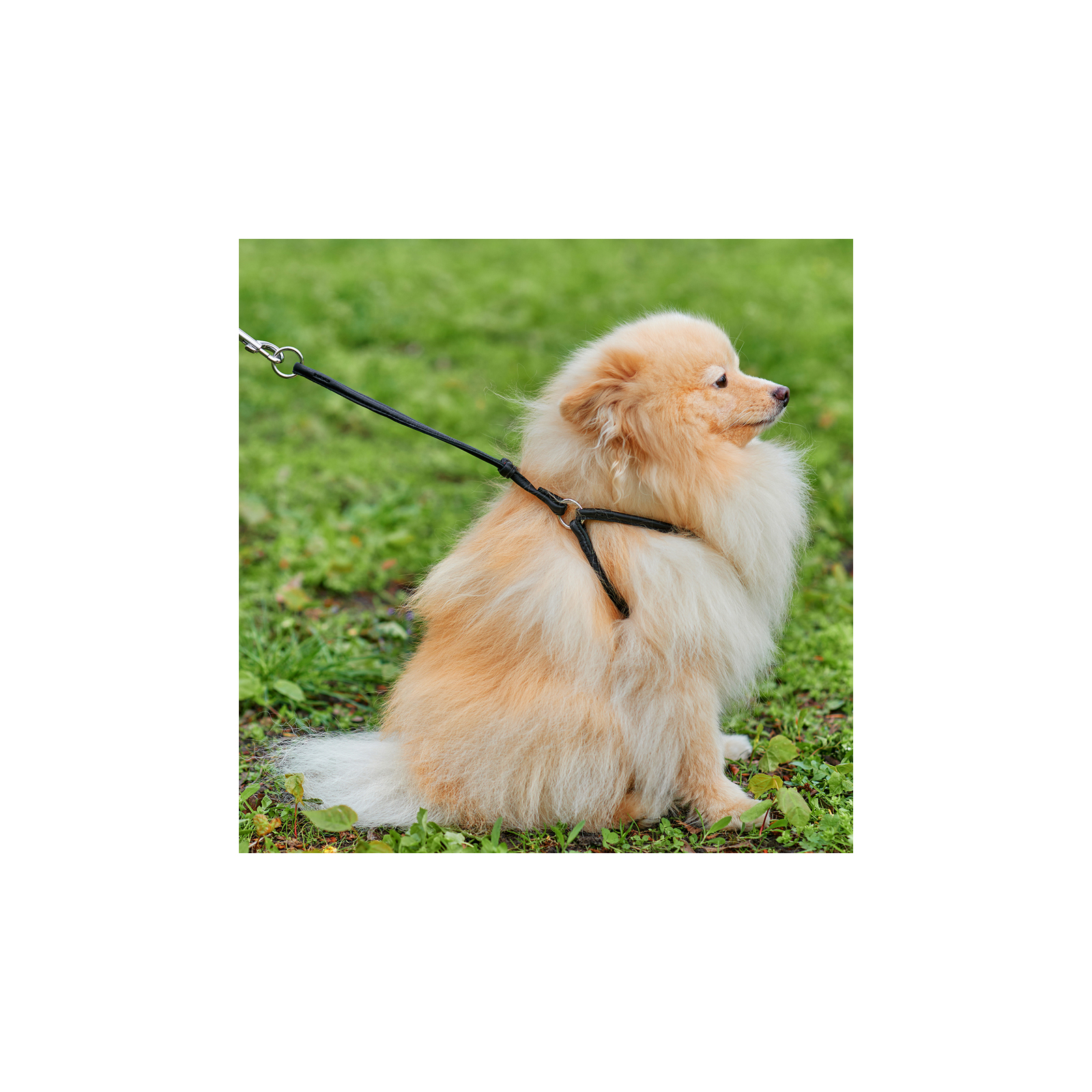 Шлей для собак WAUDOG Soft с QR паспортом круглая Д 6 мм А 26-46 см В 30-50 см коричневая (46236) изображение 3