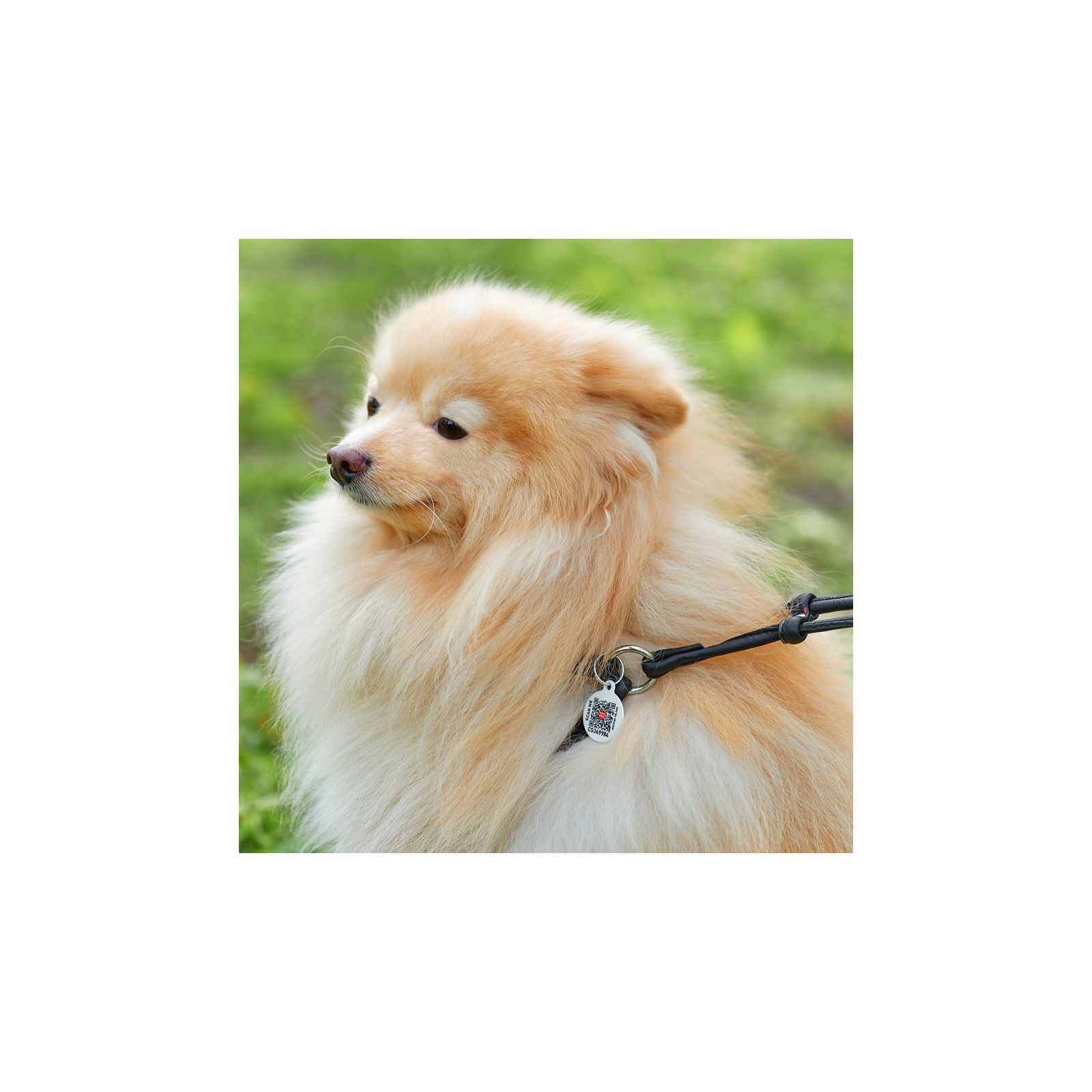 Шлея для собак WAUDOG Soft з QR паспортом кругла Д 6 мм А 26-46 см В 30-50 см коричнева (46236) зображення 4