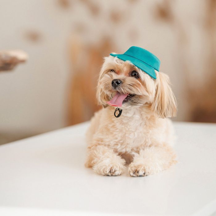 Кепка для животных Pet Fashion Rob бирюзовая ХL (4823082441419) изображение 5