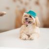 Кепка для животных Pet Fashion Rob бирюзовая ХL (4823082441419) изображение 5