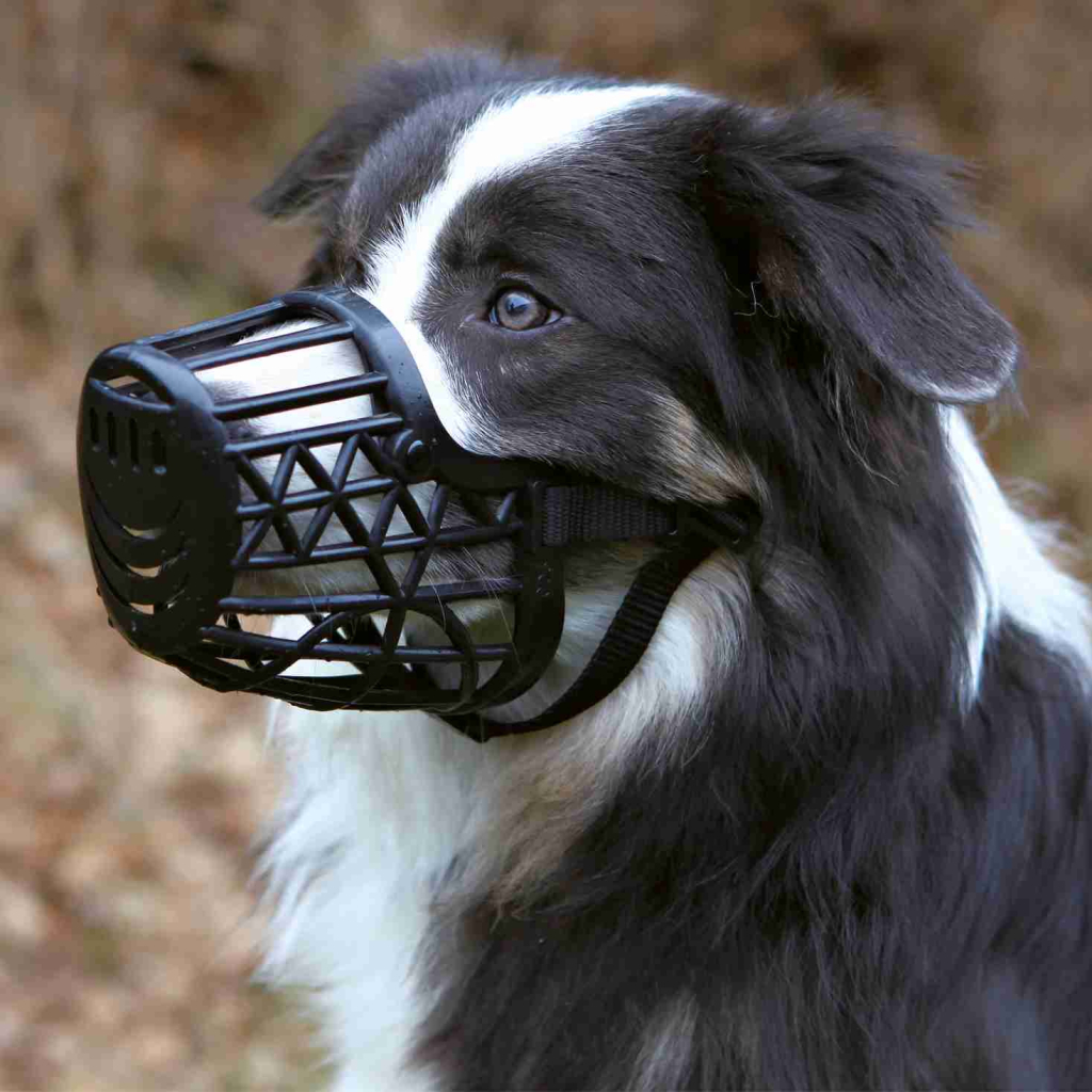 Намордник для собак Trixie пластиковий для далматина L 26 см (4011905176055)