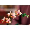 Конструктор LEGO Botanicals Мини орхидея (10343) изображение 9