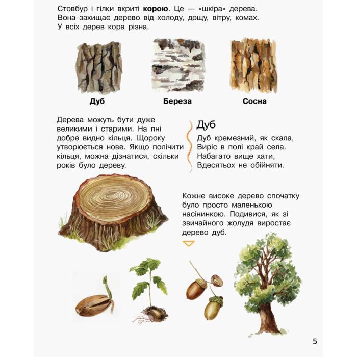 Книга Ліс. Енциклопедія дошкільника - Юлія Каспарова Ранок (9786170936196) зображення 5