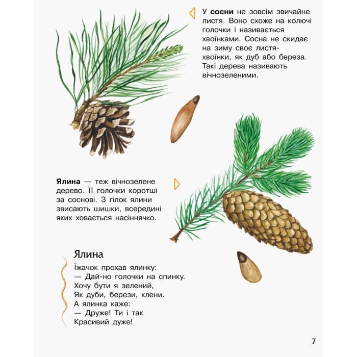 Книга Ліс. Енциклопедія дошкільника - Юлія Каспарова Ранок (9786170936196) зображення 7