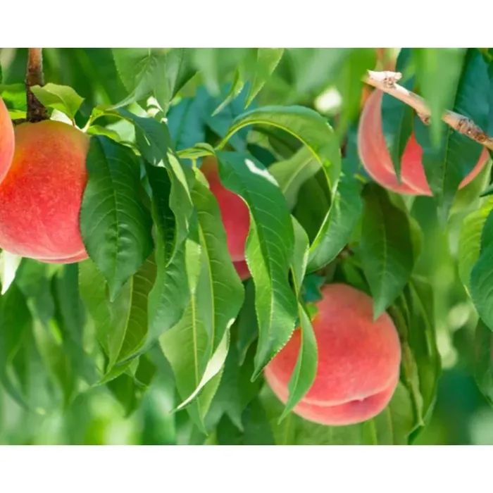 Маска для лица Lululun Premium Face Mask Персик из Яманаси 7 шт (4582305065916) изображение 6