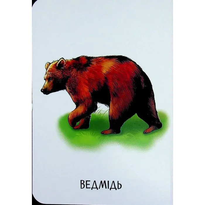 Книга 22 картинки. Улюблені тварини Ранок (9786178773816) зображення 10