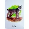 Книга 22 картинки. Улюблені тварини Ранок (9786178773816) зображення 12