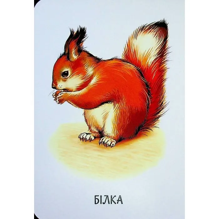 Книга 22 картинки. Улюблені тварини Ранок (9786178773816) зображення 4