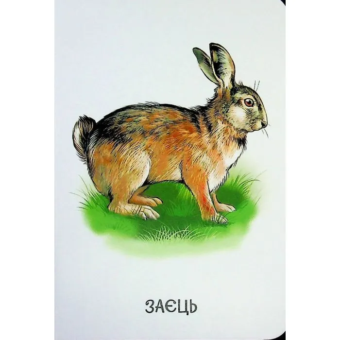 Книга 22 картинки. Улюблені тварини Ранок (9786178773816) зображення 5
