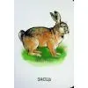 Книга 22 картинки. Улюблені тварини Ранок (9786178773816) зображення 5