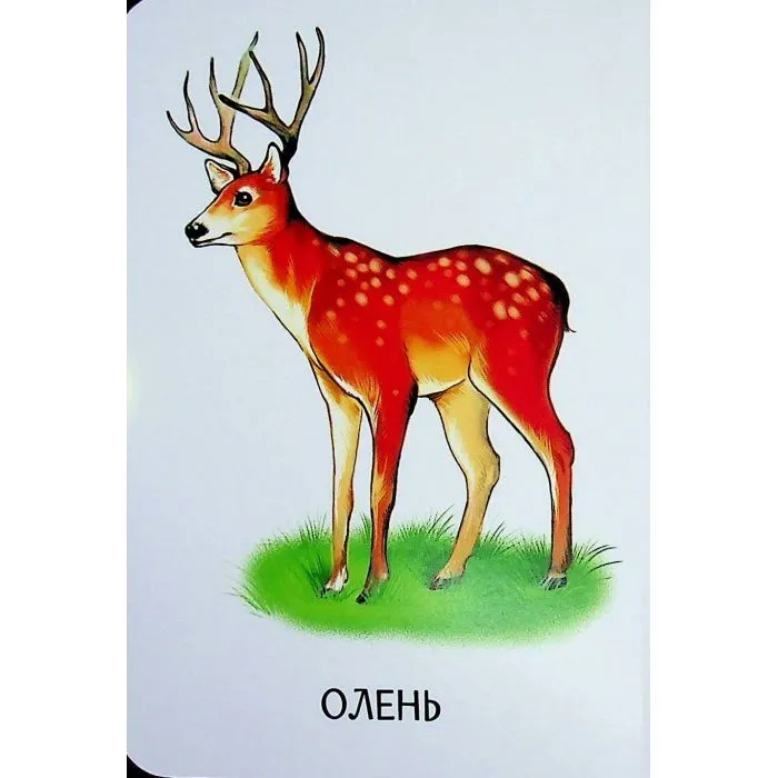 Книга 22 картинки. Улюблені тварини Ранок (9786178773816) зображення 6