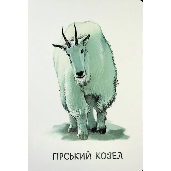 Книга 22 картинки. Улюблені тварини Ранок (9786178773816) зображення 7