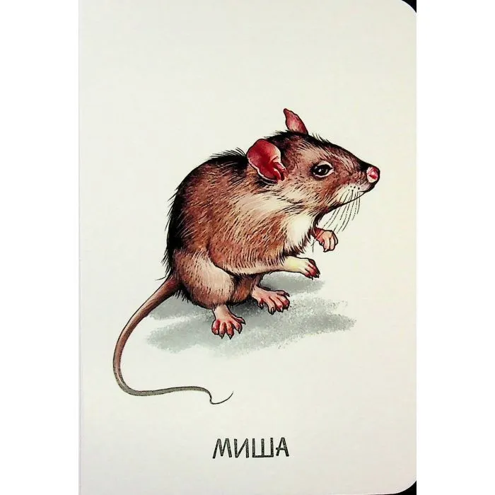 Книга 22 картинки. Улюблені тварини Ранок (9786178773816) зображення 9