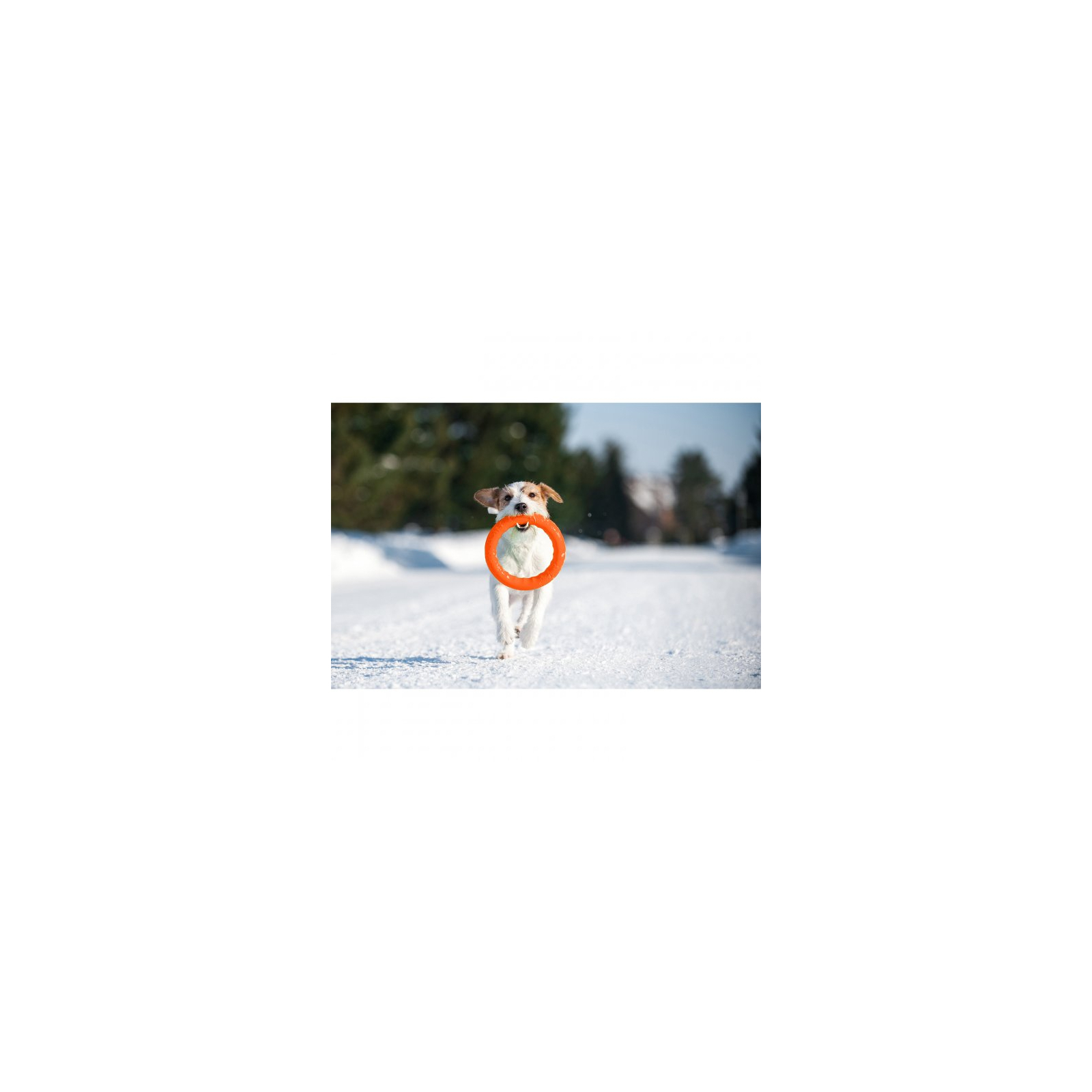 Игрушка для собак Collar PitchDog Кольцо для апортировки 17 см оранжевое (62364) изображение 3