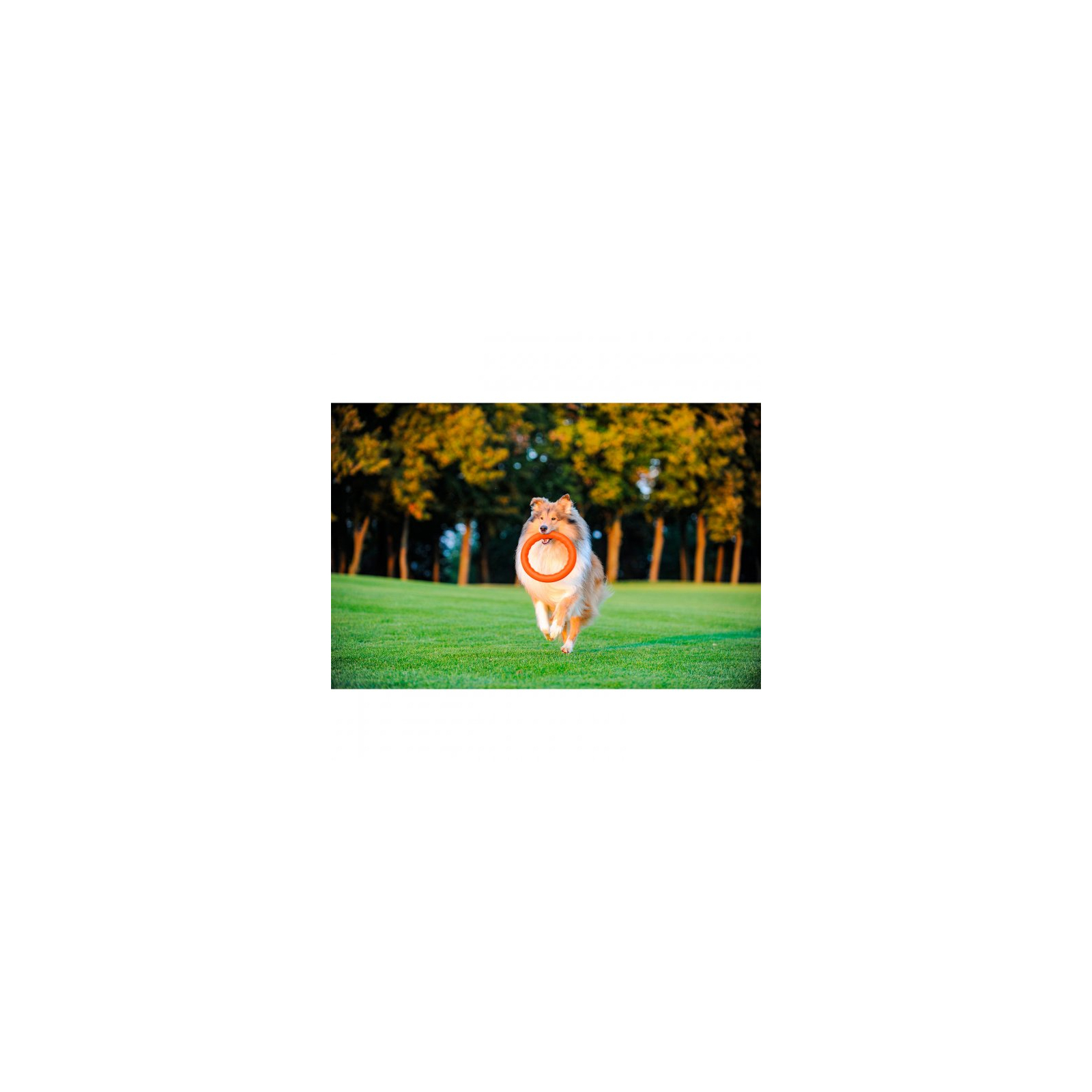 Игрушка для собак Collar PitchDog Кольцо для апортировки 17 см оранжевое (62364) изображение 8