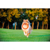 Игрушка для собак Collar PitchDog Кольцо для апортировки 17 см оранжевое (62364) изображение 8