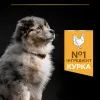 Сухой корм для собак Purina Pro Plan Dog Medium Puppy с высоким содержанием курицы 12 кг (7613035120402) изображение 6