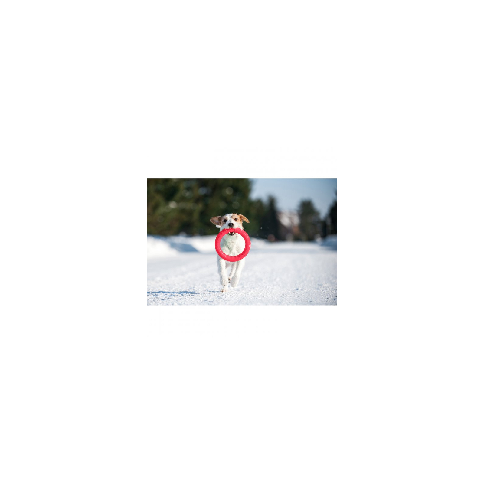 Іграшка для собак Collar PitchDog Кільце для апортування 17 см рожеве (62367) зображення 3