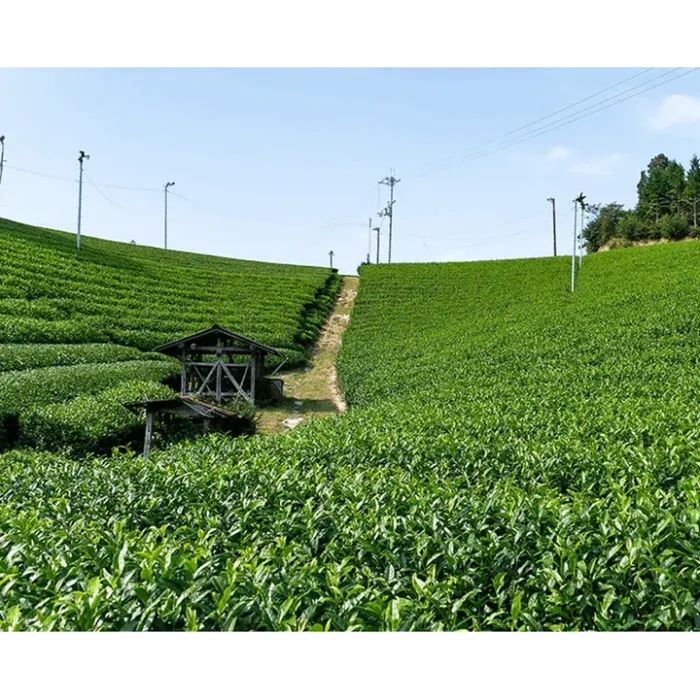 Маска для лица Lululun Premium Face Mask Зеленый чай из Киото 7 шт (4582305065855) изображение 4